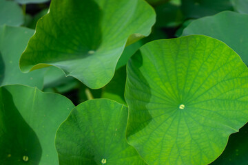 Lotus leaves