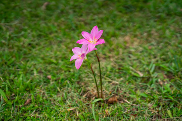 pink flower in the grass