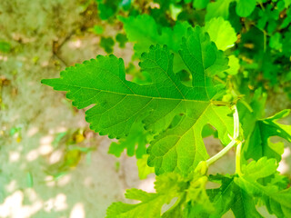 green maple leaves in sunlight