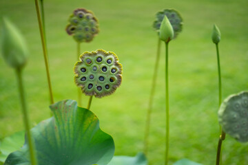Lotus seeds green background