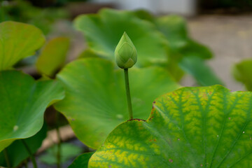 close up of green leaves