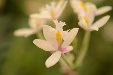 close up of a pink flower