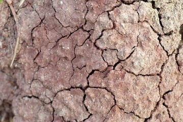 Dry soil surface with cracks in summer
