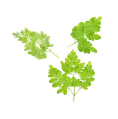 Moringa leaves have medicinal properties. top view