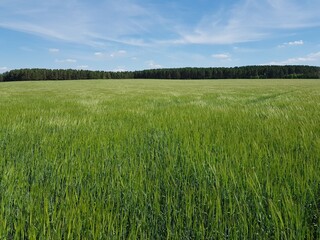 Green ears of wheat in the field