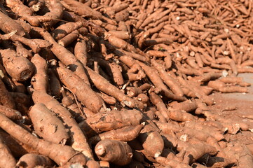 pile of raw cassava in cassava industry