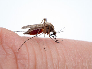 P1010196 Coastal mosquito, Aedes dorsalis, biting a man's finger with its abdomen full of blood. Boundary Bay saltmarsh, Delta, British Columbia, Canada cECP 2020