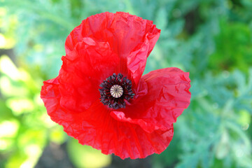 A close up of bright red poppy with wrinkled silk petals, top view