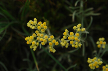 Fototapeta premium A close up of bright golden-yellow flowers of Helichrysum arenarium (dwarf everlast, immortelle), top view, dark green natural background. Wild immortelle in the field