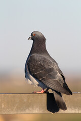 Pigeon Portrait - Beautiful Bird