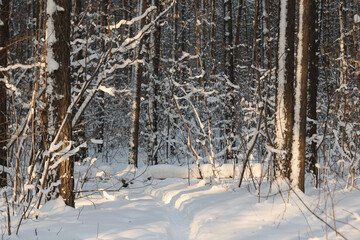 Fototapeta premium snowy road in the winter forest