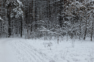 snowy road in the winter forest