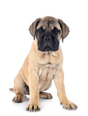 young bullmastiff in studio