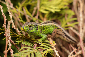Close up of Lacerta agilis reptile head.