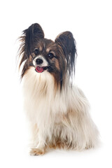 papillon dog in studio