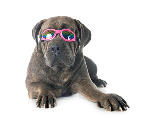 cane corso in studio