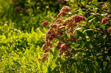 Flowering shrub floor with sunlight