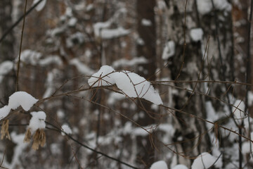 snow covered branches in a winter morning forest