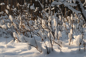 snow covered branches in a winter morning forest