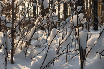 snow covered branches in a winter morning forest