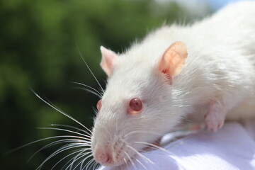 rat on a black background