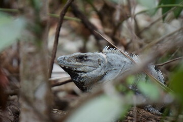 Iguana in Nature in Cancun