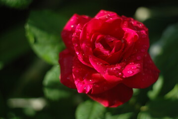 red rose with raindrops