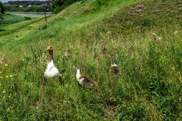 Adult goose mom with small fluffy goslings graze in tall green grass. Flock of free-range poultry on a spring-summer sunny day
