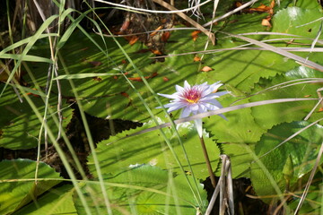 Flower on a Lily Pad