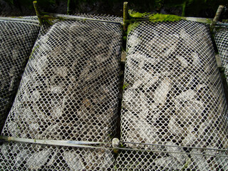 Oyster farming and oyster traps, floating mesh bags