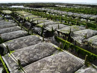 Oyster farming and oyster traps, floating mesh bags