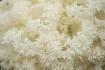 冬牡丹の背景素材