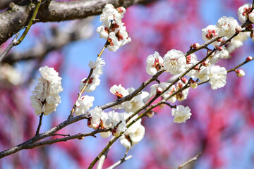 梅の花が咲くころ
