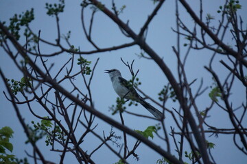 A bird on a tree