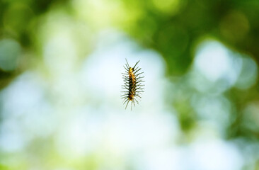 Close-up photo of small insect isolate with background. 