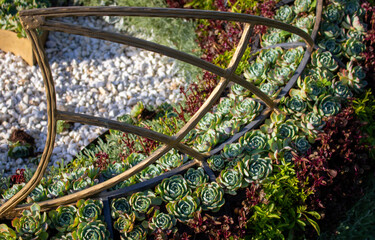 Lush vegetation in the city flower bed