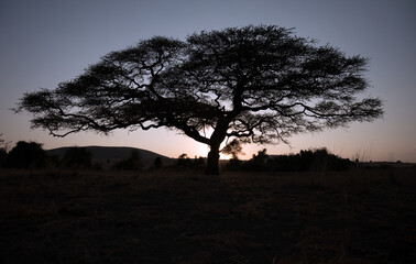 Fototapeta na wymiar An Acacia Tree at Sunset, Kenya.