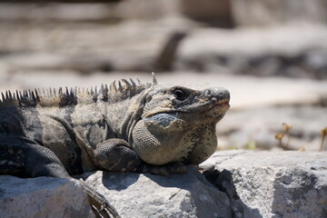Iguana in Tulum - Mexico