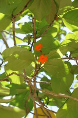 An Orange Flower in Nature