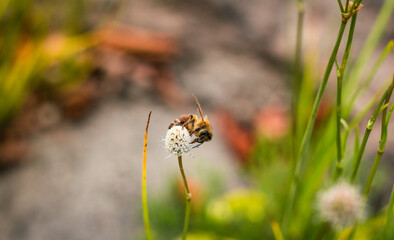 Bee on flower collecting pollen on a sunny day