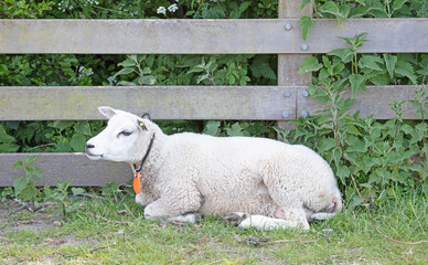 Fototapeta premium Sheep resting next to a wooden fence