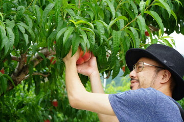 Fototapeta premium 桃狩り 男性 父 果樹園 味覚狩り 桃 