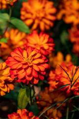 Close up of a Zinnia Marylandica 'Double Zahara Fire'
