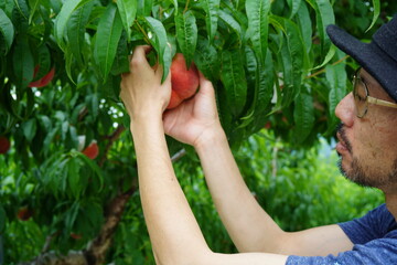 桃狩り 男性 父 果樹園 味覚狩り 桃 Wall Mural Yuko