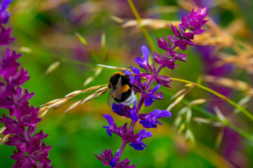 purple and multicolored flowers through the grass on the plain