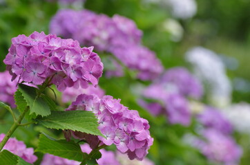 満開を迎えた紫陽花