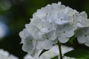 満開を迎えた紫陽花