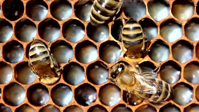 Reproduction of bees. From the egg to the larva. Feeding the larvae with bee milk. The picture is interesting for entomologists.Reproduction of bees. From the egg to the larva. Feeding the larvae with