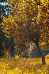 road from the village through the forest of green trees