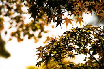 太陽光に照らされた紅葉